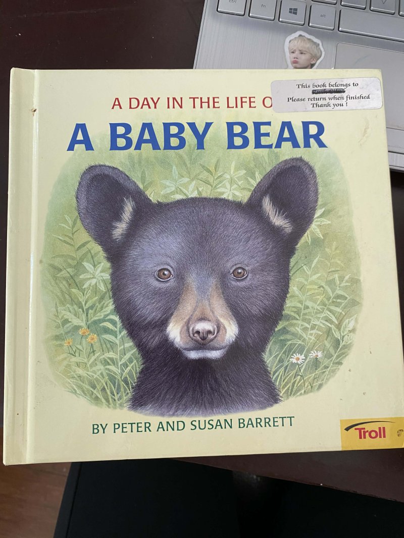 A Day in the Life of a Baby Bear