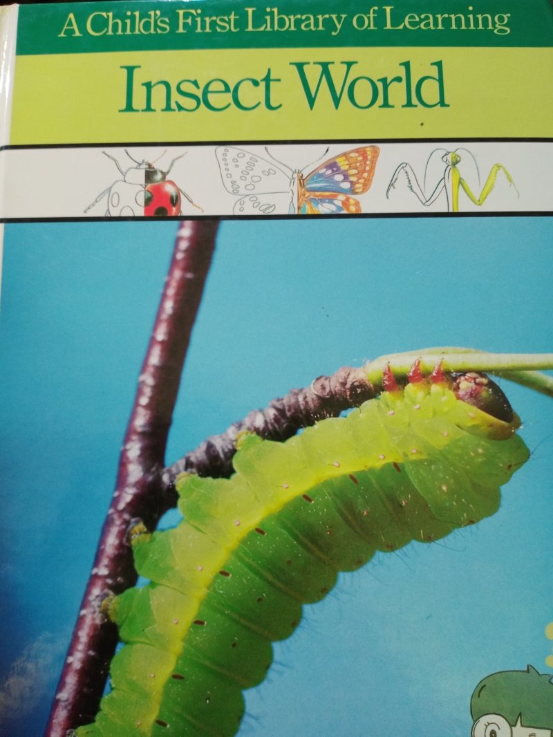 Insect World
