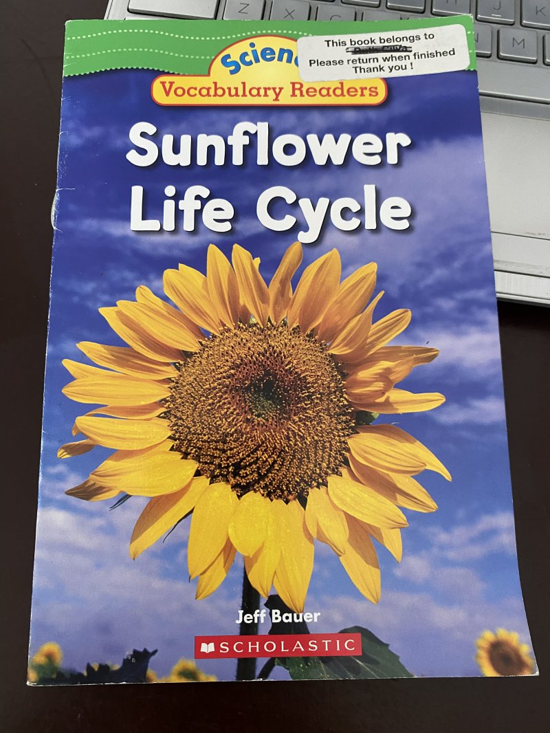 Sunflower Life Cycle
