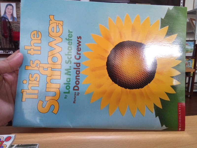 This is the sunflower