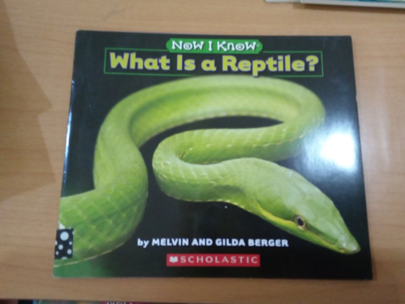 What is a Reptile
