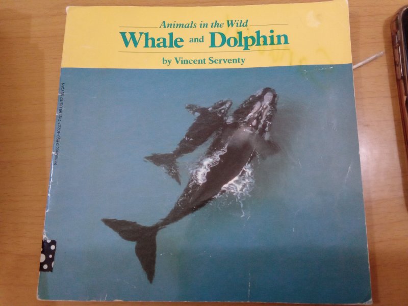 Whale and Dolphin