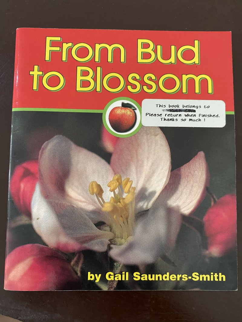 From bud to blossom