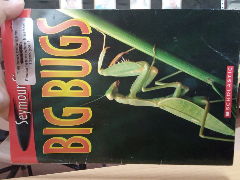 Big bugs