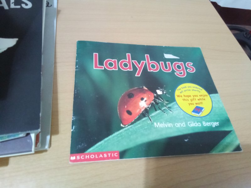 Ladybugs