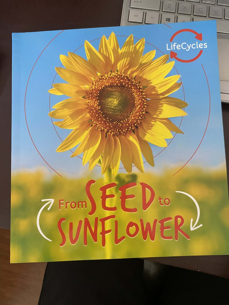 From Seed to Sunflower 
