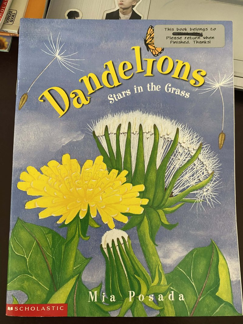 Dandelions Stars in the grass