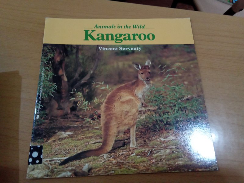 Animals in the wild Kangaroo