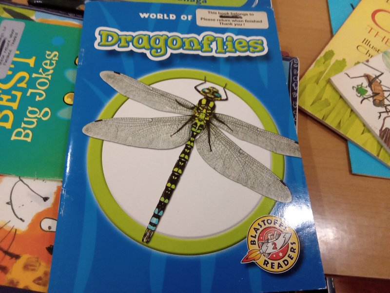 Dragonflies