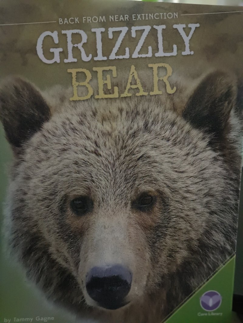 Grizzly Bear