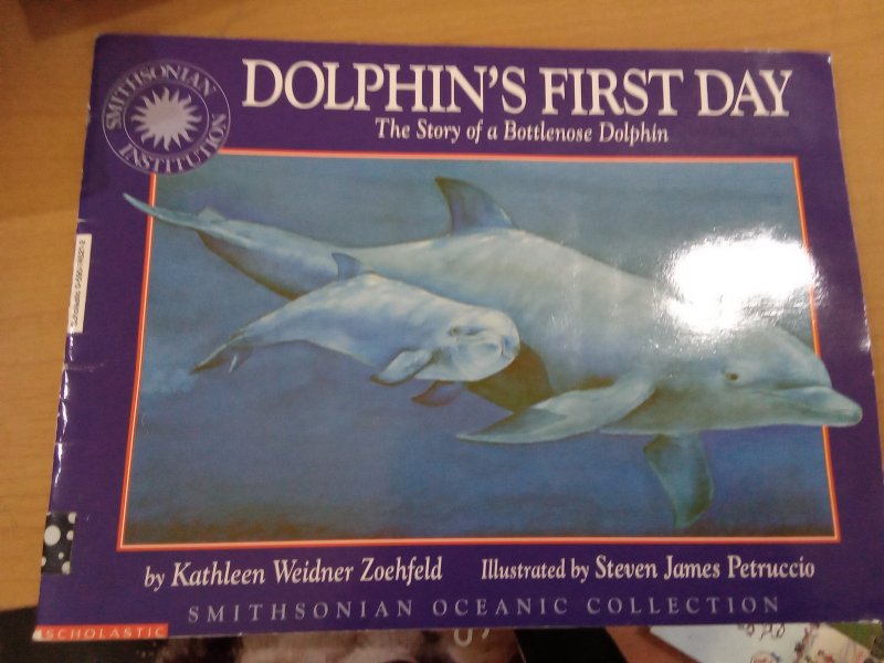 Dolphin's First Day