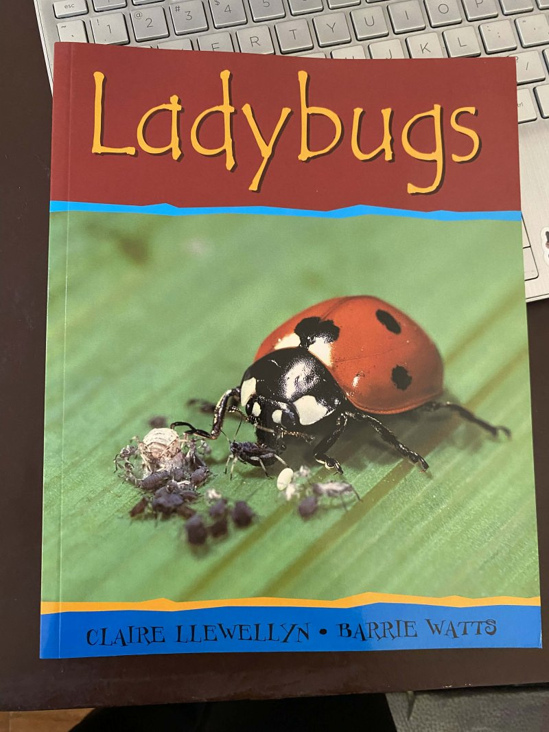 Lady bugs