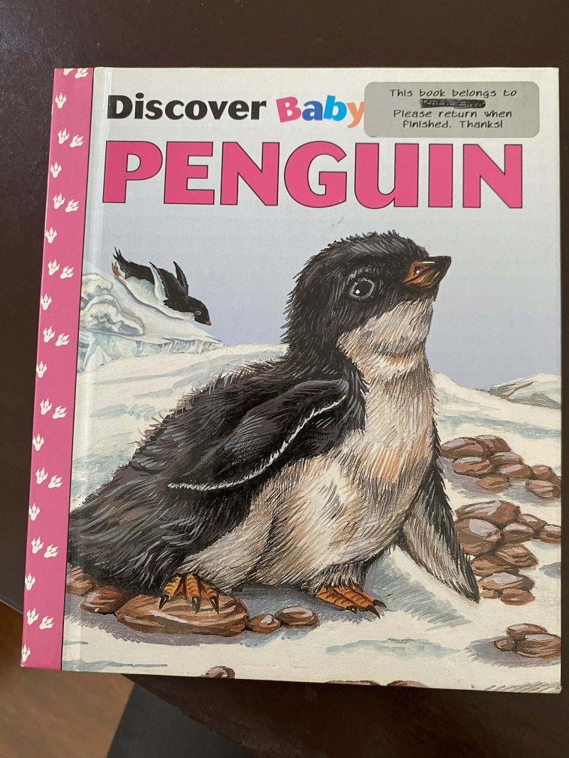 Discover Baby Penguin