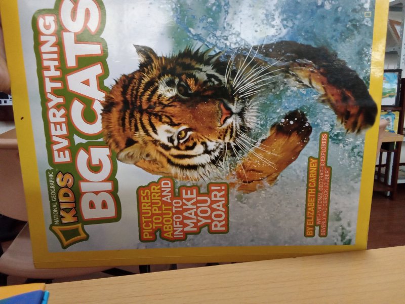 Everything big cats