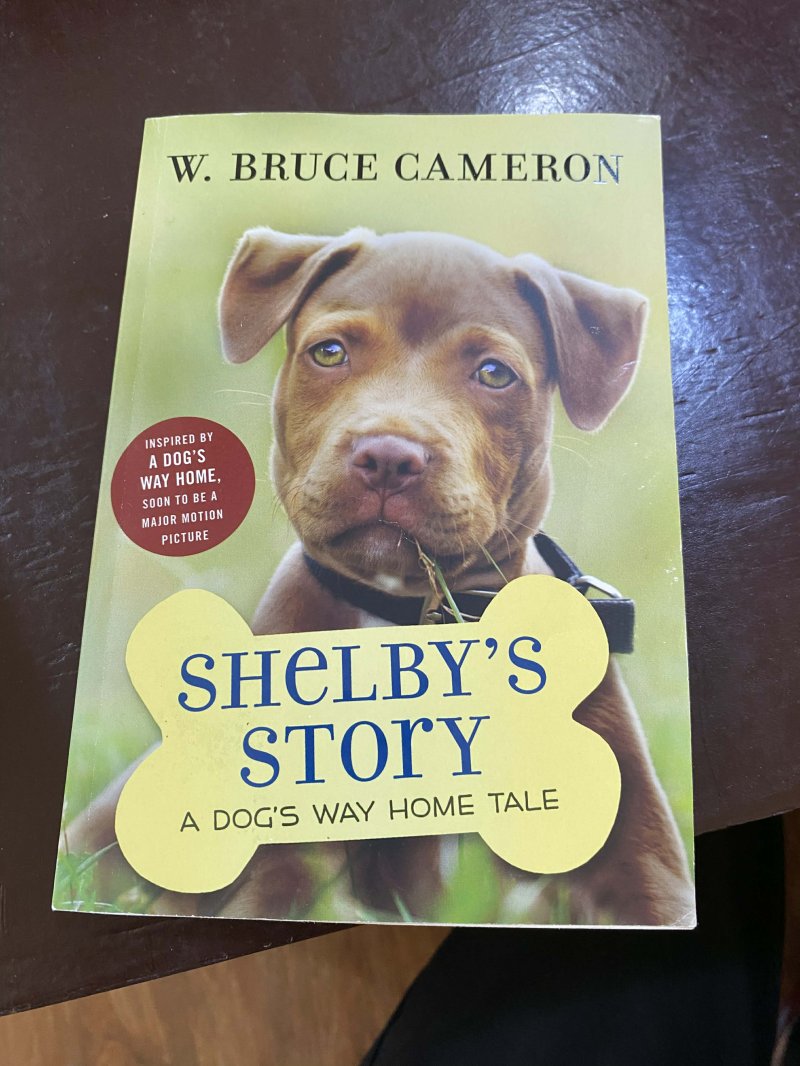 Shelby's Story (A dog's way home tale)